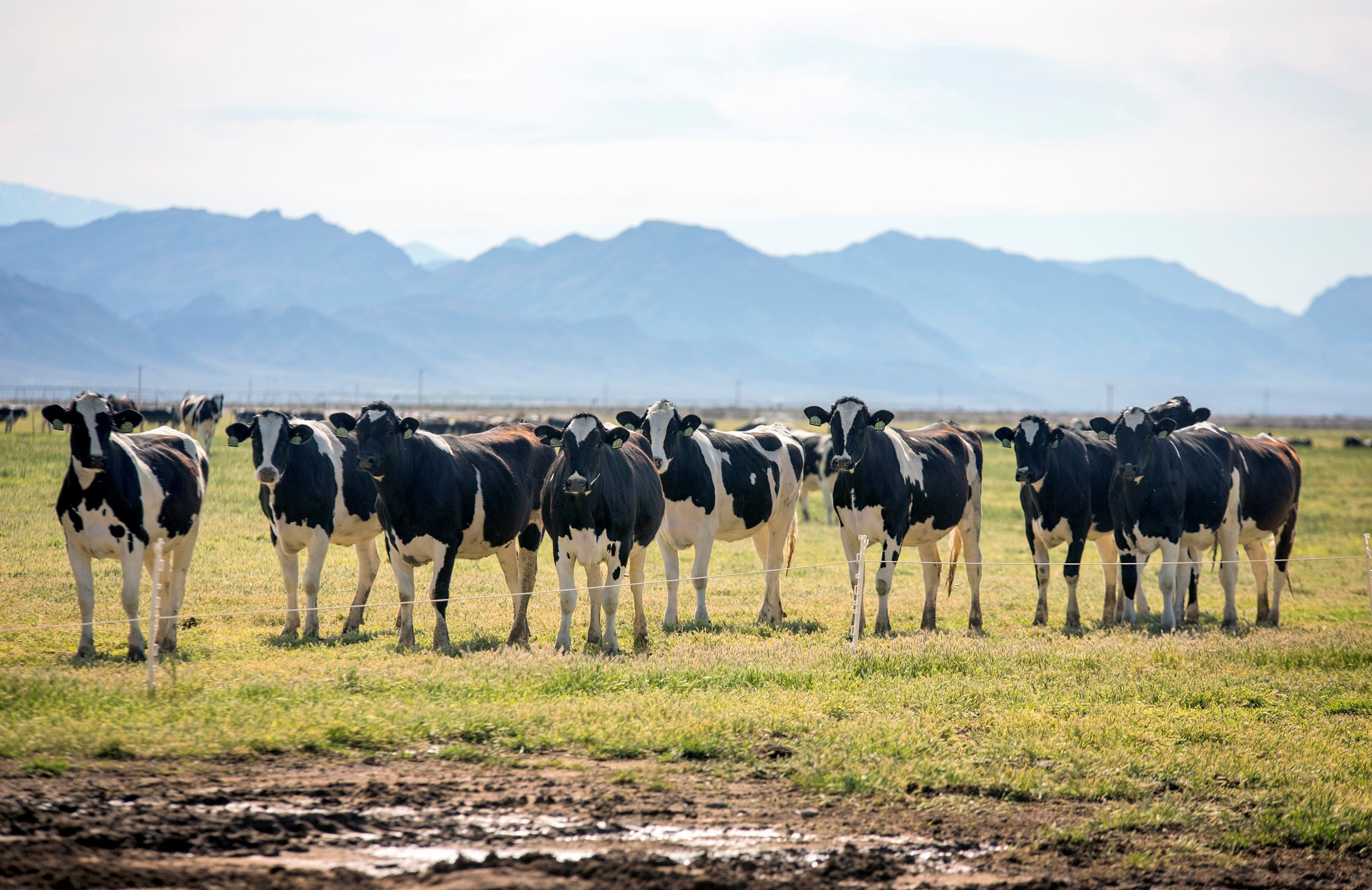 PONDERSOSA DAIRIES JS