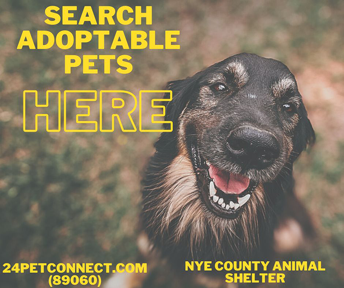 Search Adoptable Pets button (png) Opens in new window